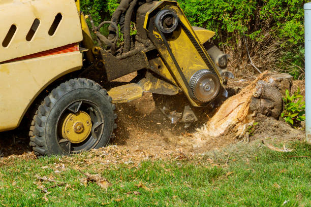 Best Tree Care Services  in Moundville, AL